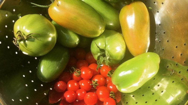 Tomaten können nachreifen